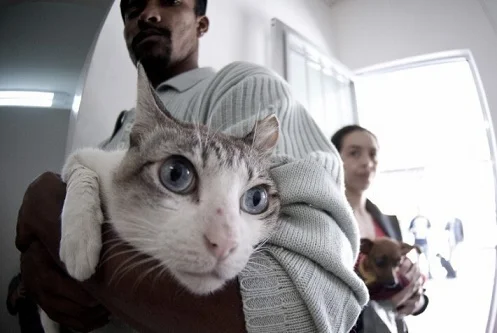 Câmara aprova prisão para quem maltratar animais