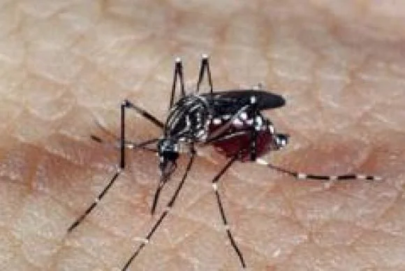 aedes dengue 1