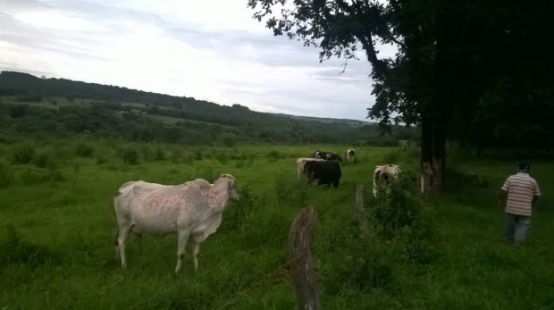 animais roubado jatai