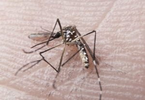 rn dengue fp00760 850x584