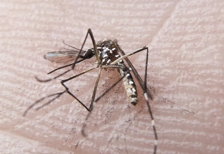 rn dengue fp00760 850x584