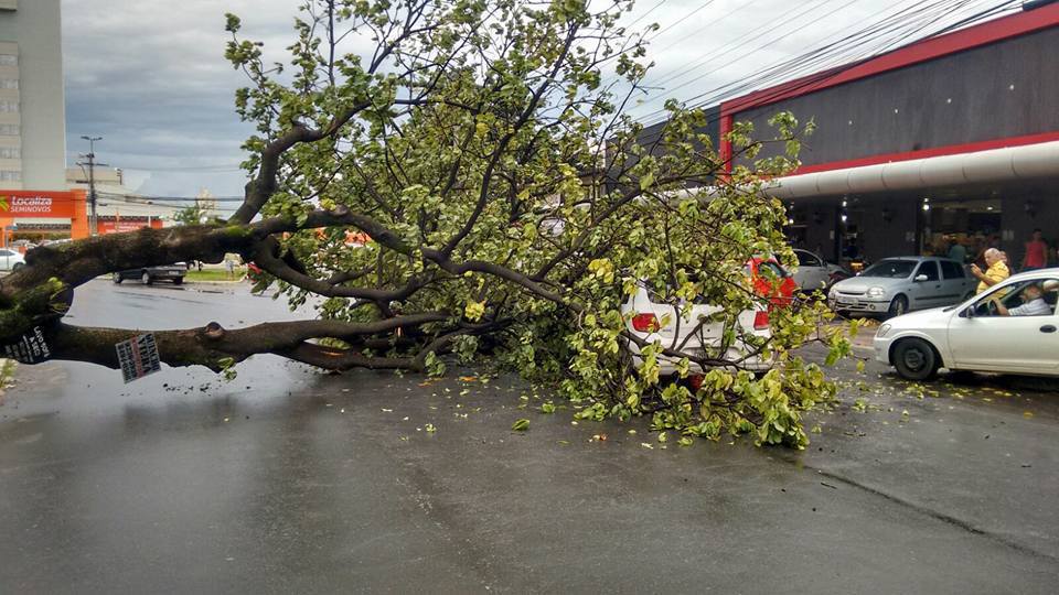 chuva em goiania estragos causados arvore praca nova suica foto carlinhos do esporte