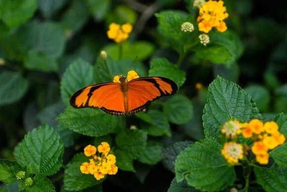 borboleta polinizadora