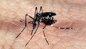 aedes dengue zika