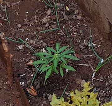 PE DE MACONHA PMGO