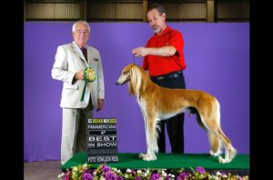 desfile de cachorro