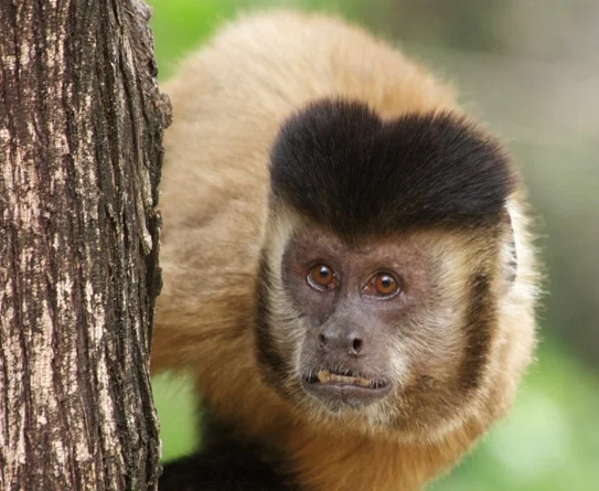 foto macaco febre amarela