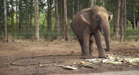 Brasil terá santuário de elefantes na Chapada dos Guimarães