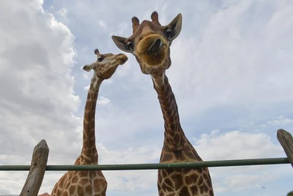 girafas