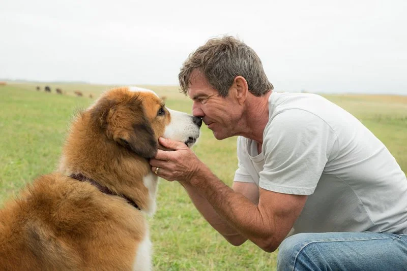 quatro vidas de um cachorro