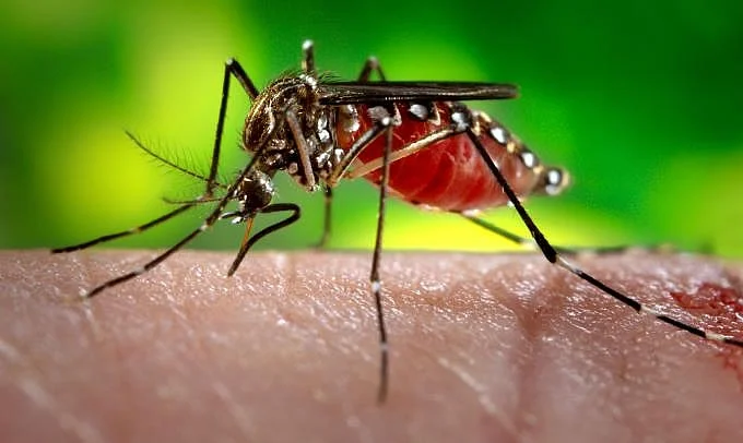 Alto índice de casos de dengue coloca Goiás em situação de emergência