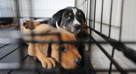 Mutirama recebe 2ª feira de adoção de animais