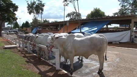 animais pecuaria