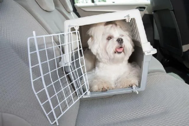 caixa transporte para cachorros