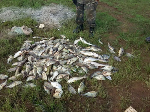 pesca predatoria rio alegre