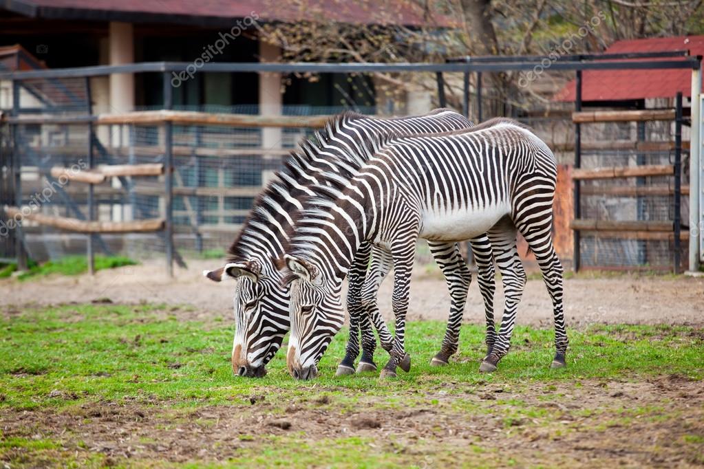 zebras