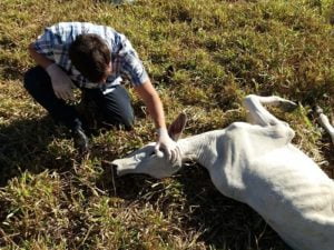 animais com raiva em palmeiras de goias foto agrodefesa