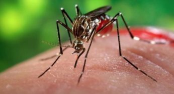 Epidemia de Chikungunya já atingiu 80% das cidades no Ceará