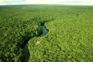 floresta amazonica