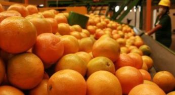 Brasil manda missão à Espanha para tentar vender mais frutas