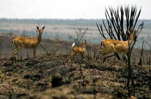 incendio chapada dos veadeiros facebook rede contra o fogo