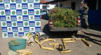 500 pés de maconha apreendidos em Goiás