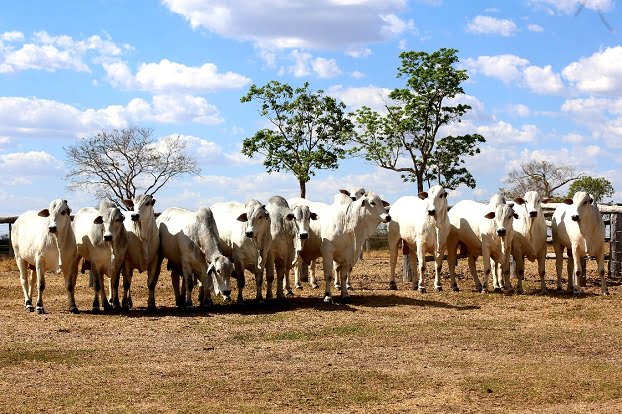 touros em oferta no leilao do grupo adir