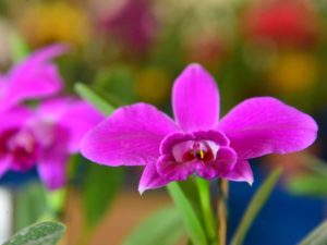 orquidea foto Valdir Antunes.jpg