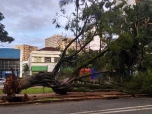 arvore caida avenida goias foto samuel straioto.jpg