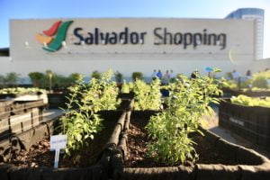 Fazendas urbanas produzem alimentos orgânicos a preços acessíveis - TERRAÇO VERDE.jpg