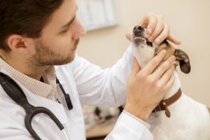 medico-veterinario-foto-divulgacao-educa-mais-brasil.jpg