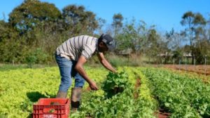 Plantacao - fco - goias - governo -.jpeg