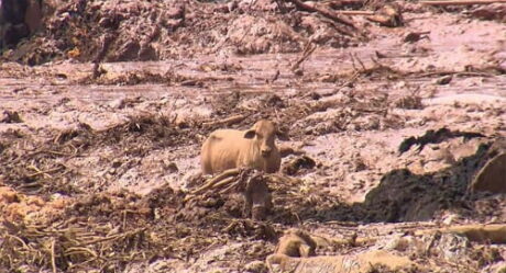 Animais agonizando são mortos a tiros em Brumadinho