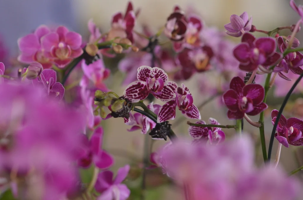 exposicao de orquideas foto claudivino antunes