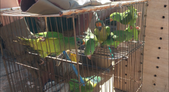 Amma apreende 14 aves silvestres em Goiânia