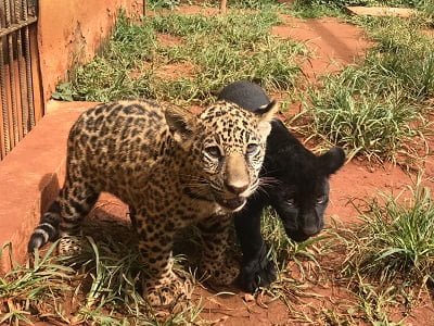 Zoológico de Goiânia reproduz espécie ameaçada de extinção