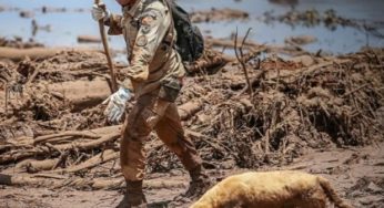 Cadela dos bombeiros que atuou no resgate de Brumadinho morre em Goiânia