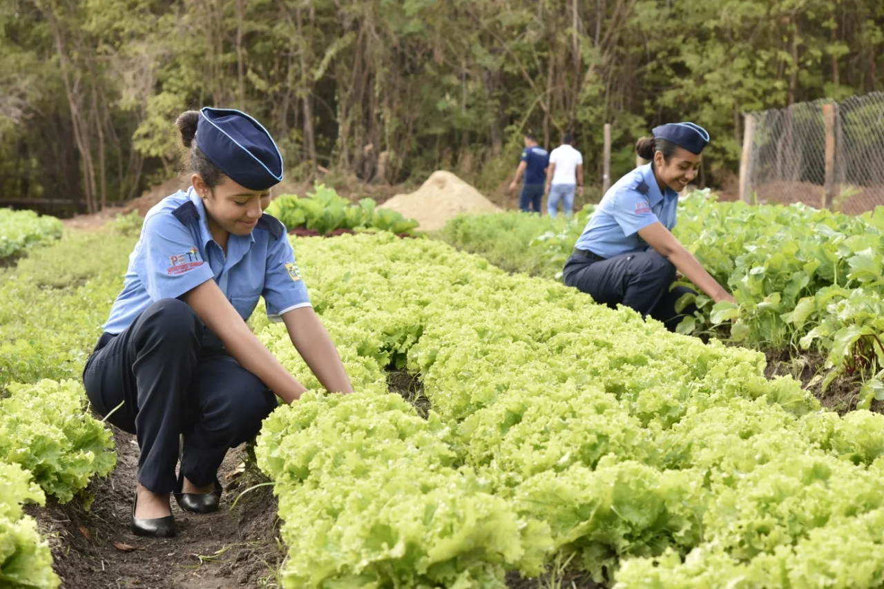 Guarda Mirim de Aparecida cria “Fazendinha” para cultivar horta orgânica