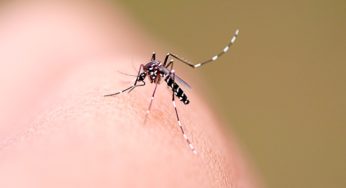 SMS de Aparecida realiza vistoria de combate à dengue em mais de 10 mil imóveis