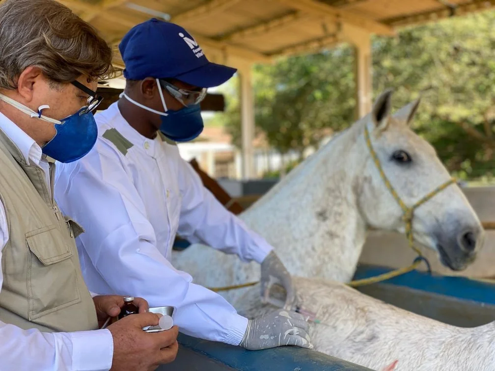 Cavalos produzem anticorpos 50 vezes mais potentes contra a Covid-19, diz pesquisa