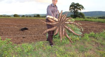 Cerveja regional que tem como base a mandioca promete movimentar economia no interior goiano