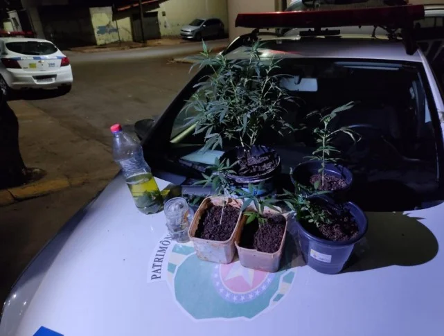 Casal é preso por cultivar maconha em casa, em Goianira