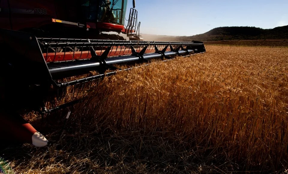 Produção de trigo em Goiás deve bater recorde