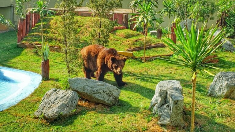 TJGO confirma decisão e mantém urso Robinho no Zoológico de Goiânia