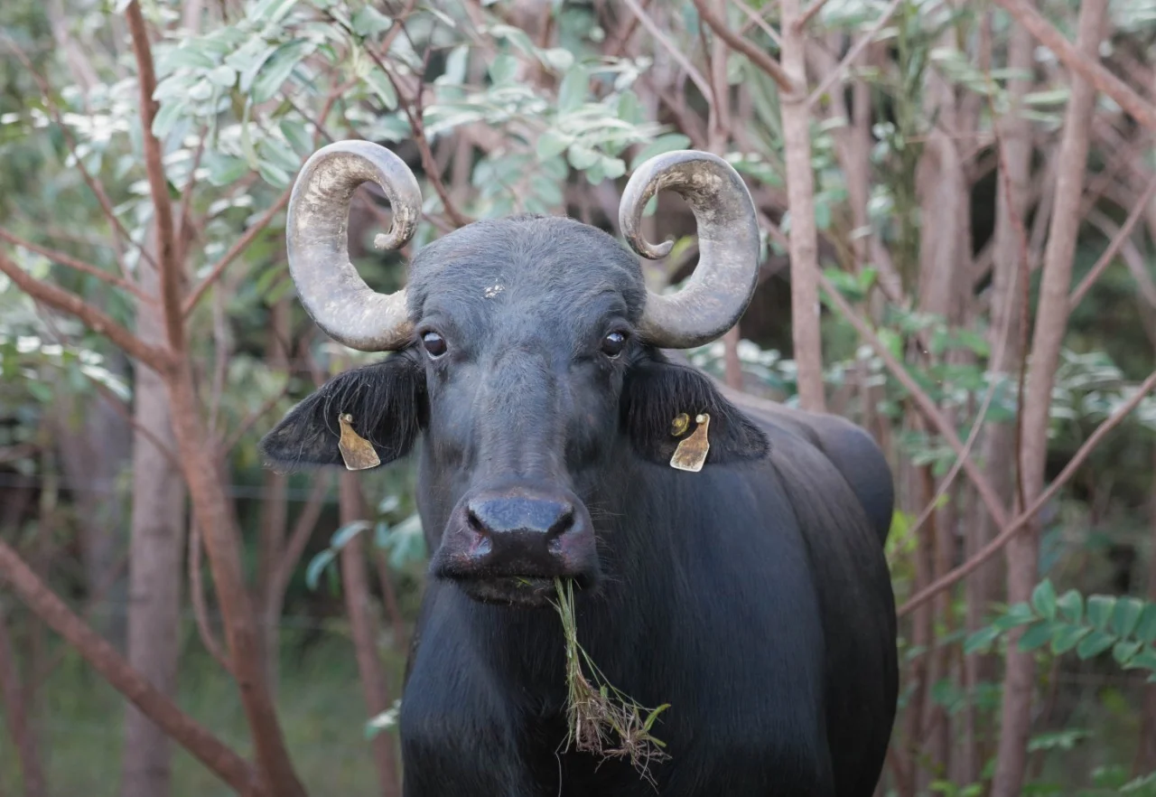 Fazendeiro é notificado a retirar búfalos de território kalunga no nordeste do estado