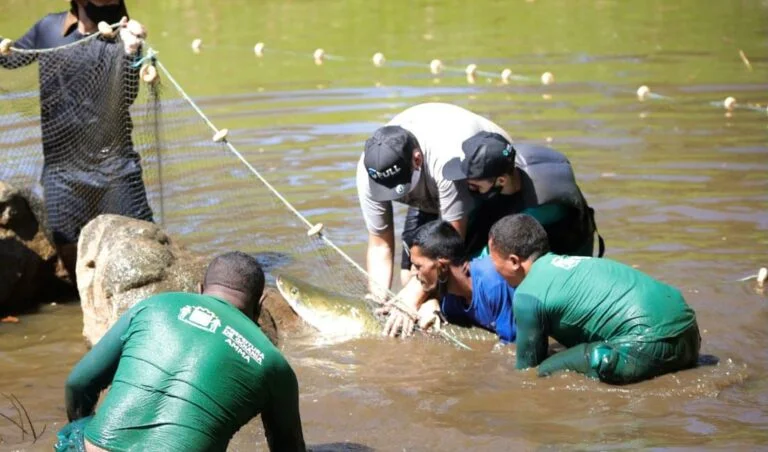 Pirarucu é resgatado de lago no Setor Jaó