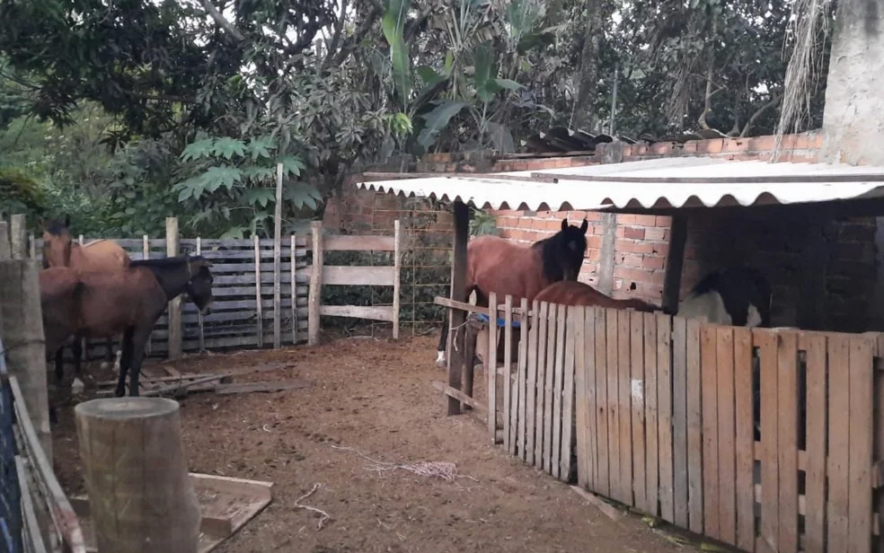 Abatedouro clandestino de cavalos é fechado em Aparecida; animais são resgatados