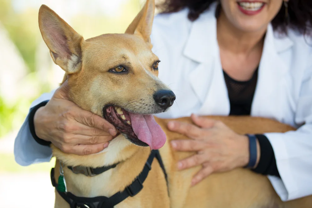 Trindade vai fornecer atendimento veterinário gratuito a pets de moradores de baixa renda