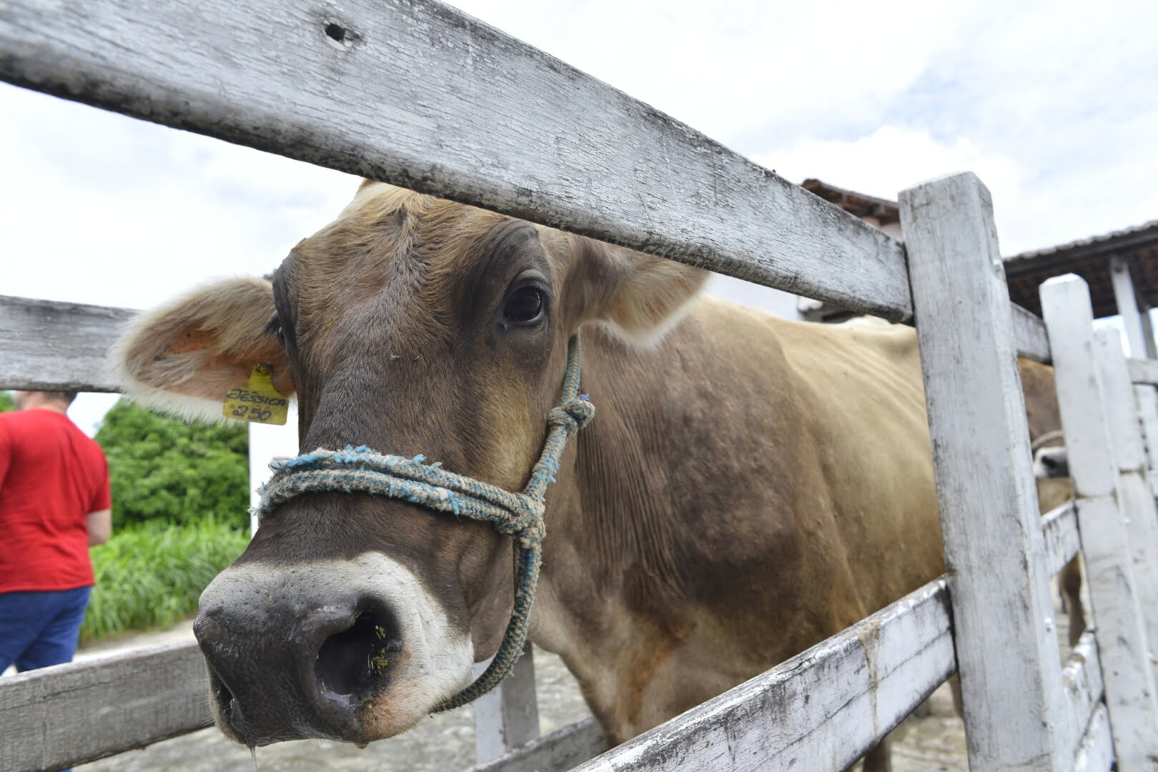 Prazo para vacinação contra febre aftosa é prorrogado até 18 de junho em Goiás