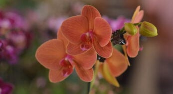 Aparecida de Goiânia terá exposição de orquídeas e rosas em setembro